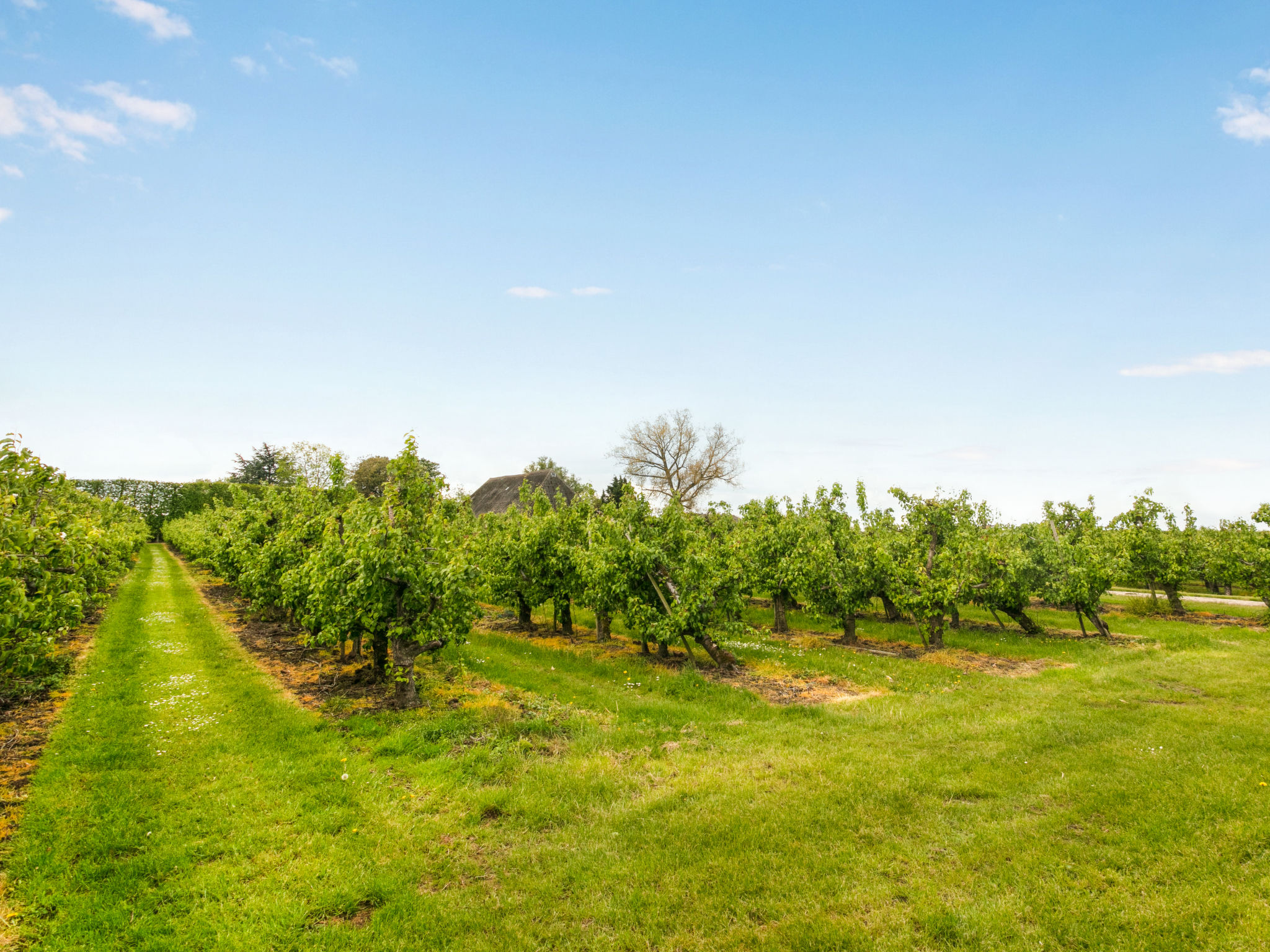 Gîte (2p) dans un vignoble