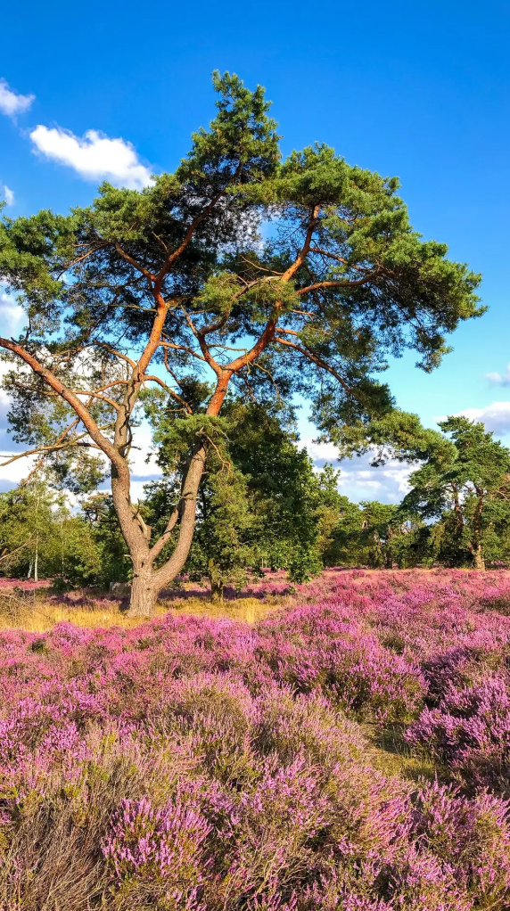 Design lodge (6p) sur la Veluwe