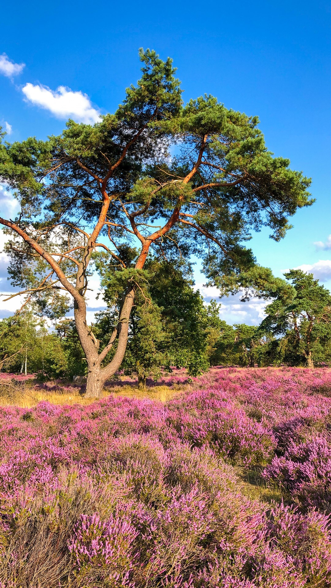 Villa familiale pour 6 personnes à Veluwe