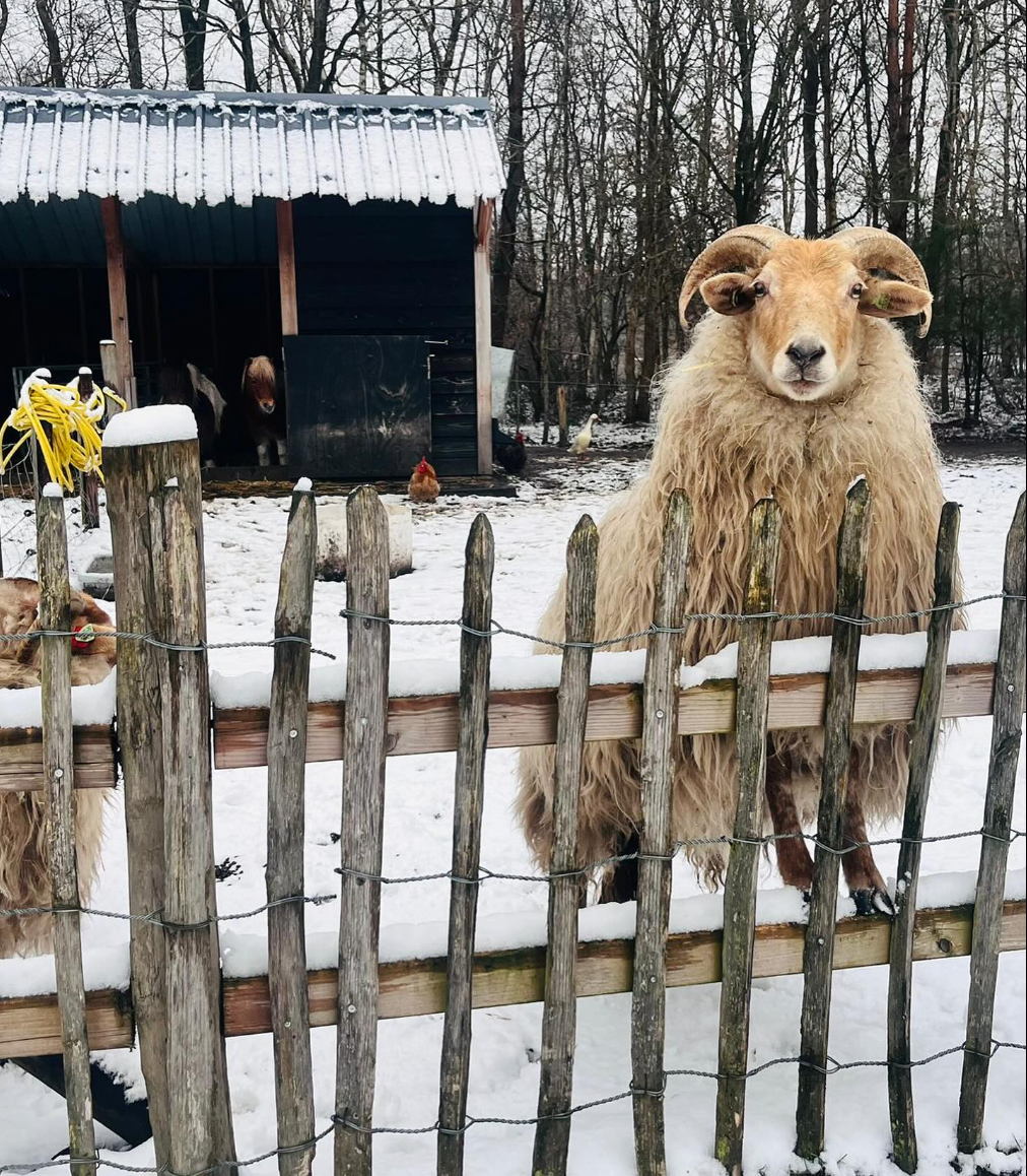 Sfeervolle vakantiewoning (4p) in Drenthe