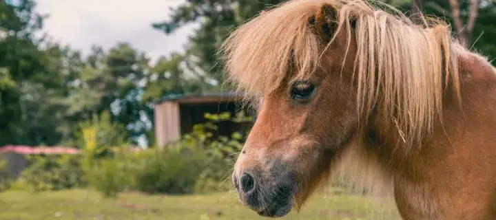 Sfeervol vakantiehuis in groene omgeving