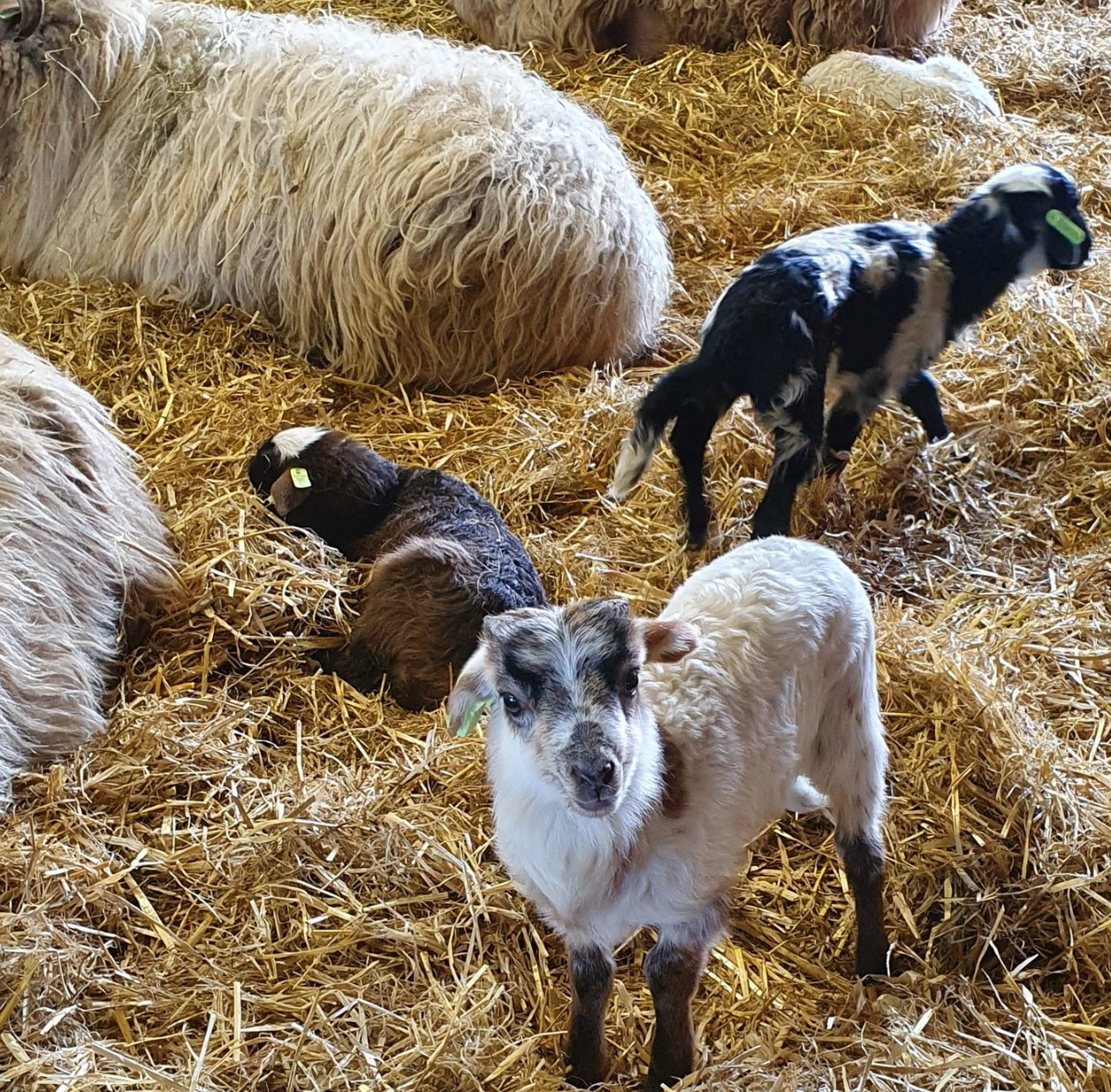 Uniek gelegen groepsaccommodatie in Drenthe