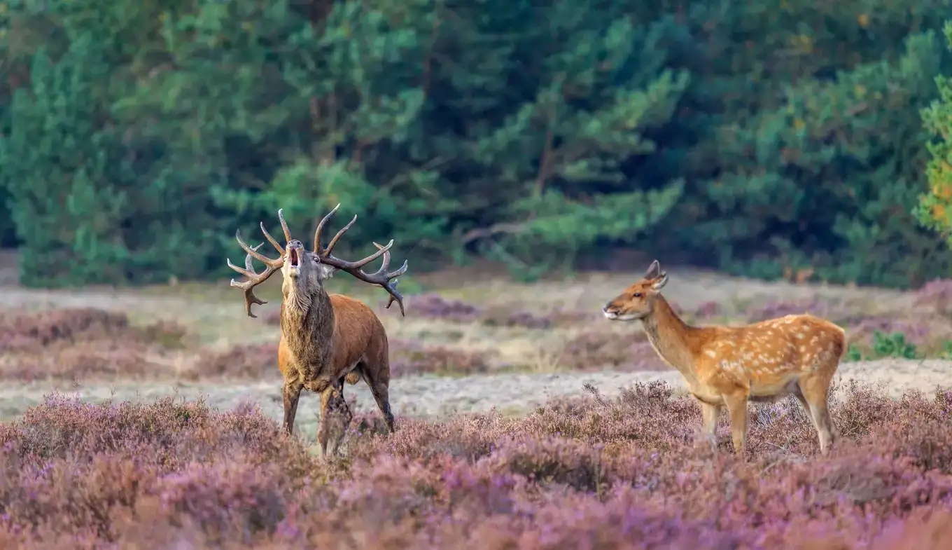 Pet-friendly lodge (4p) on the Veluwe