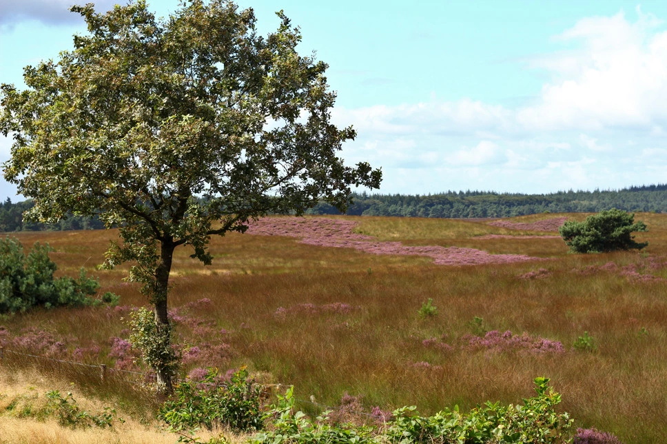 Family cottage with children's room on the Veluwe