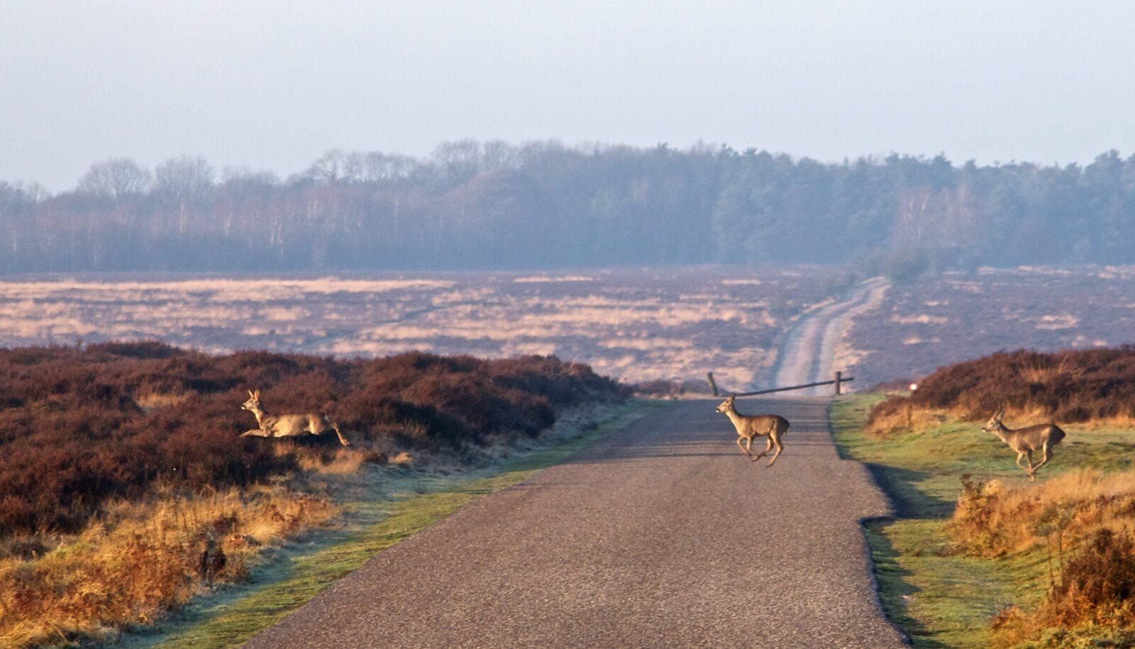 Glamping (max. 6 people) on the Veluwe