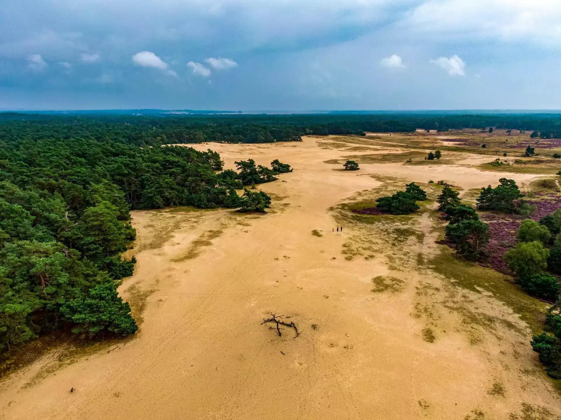 Pet-friendly lodge (4p) on the Veluwe