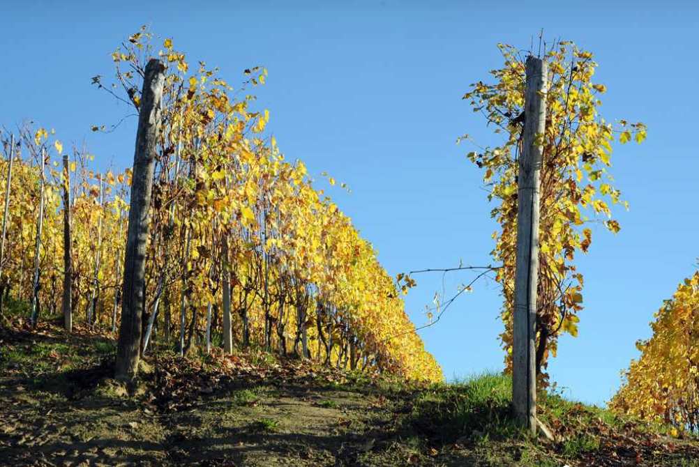 Holiday home with a view of vineyards
