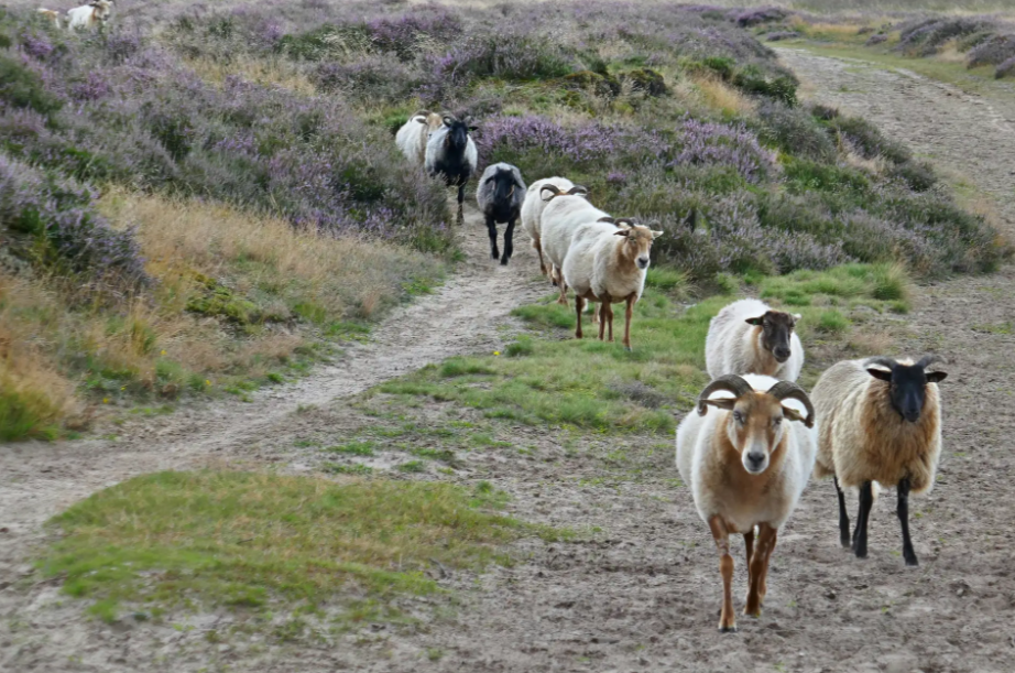 Group accommodation in Drenthe nature reserve