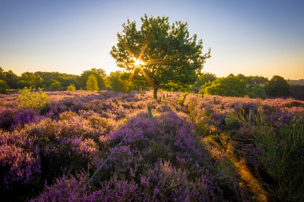 Family cottage with children's room on the Veluwe