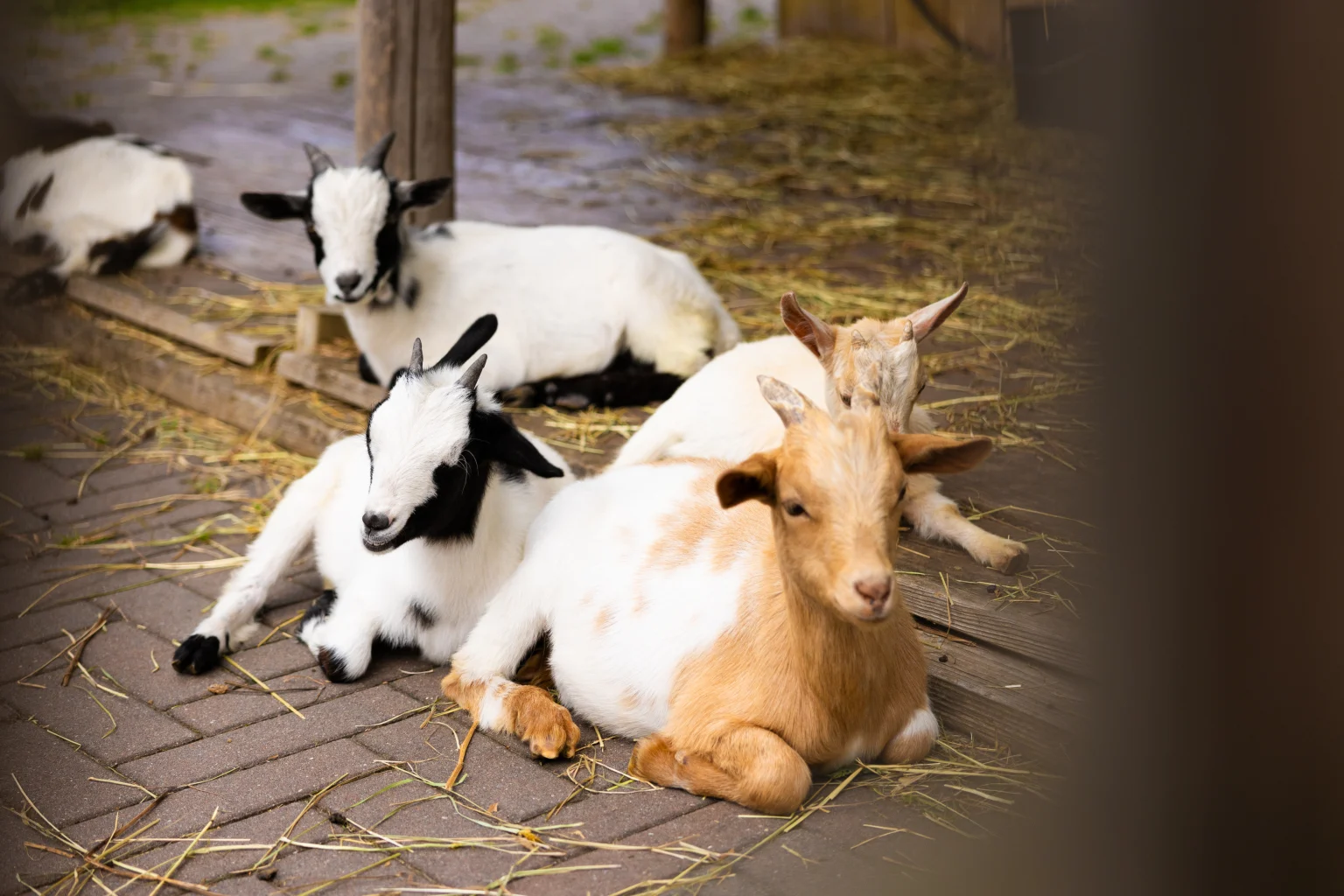 Gemütliches Ferienhaus in Flevoland