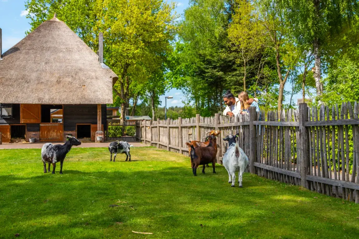 Pet-friendly lodge (4p) on the Veluwe